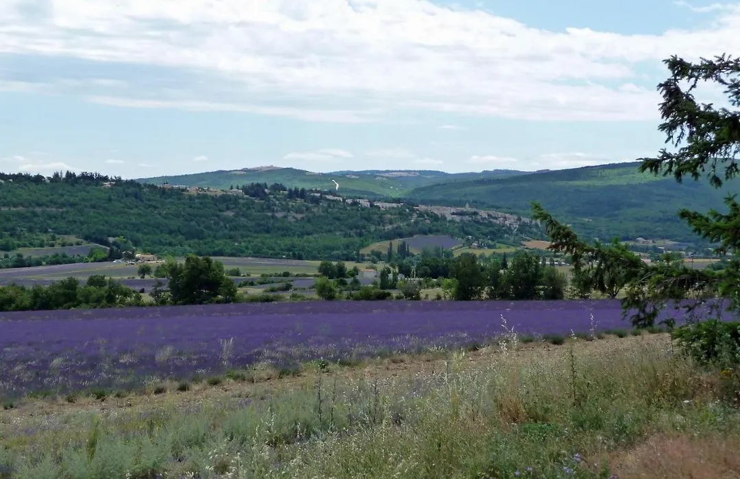Ll Poulidetto-1