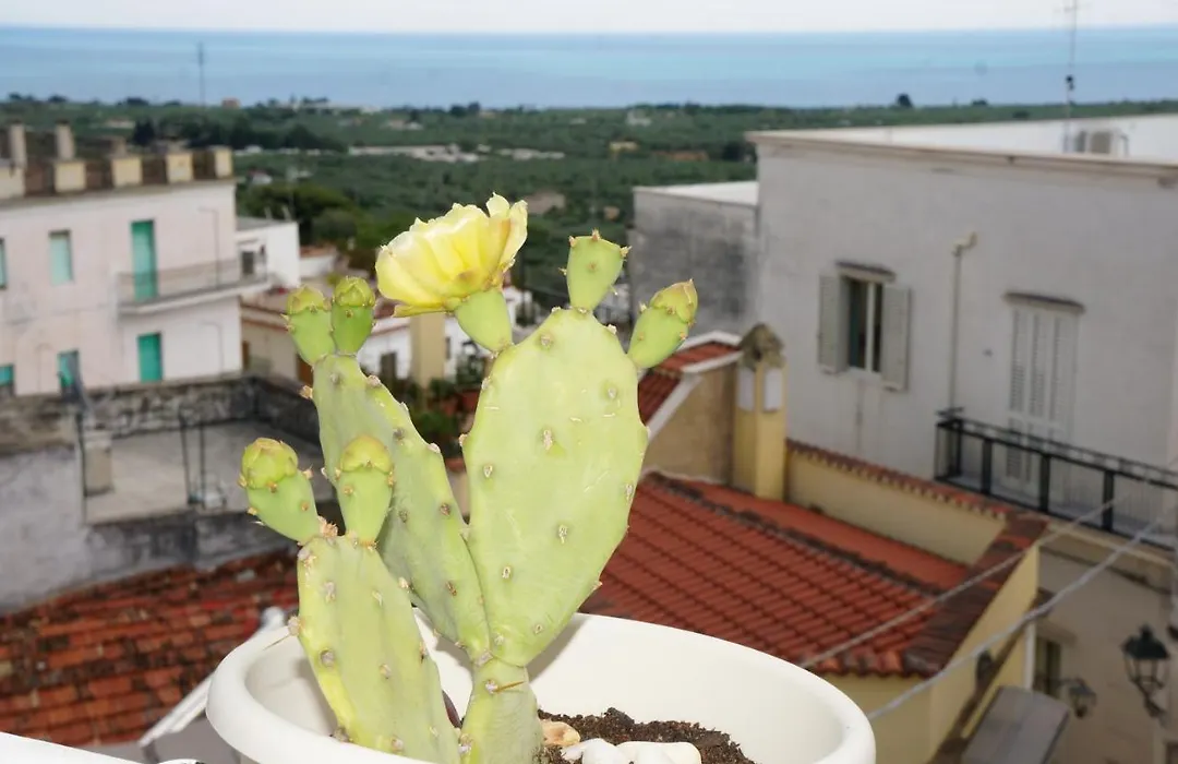 Casa Junno-1