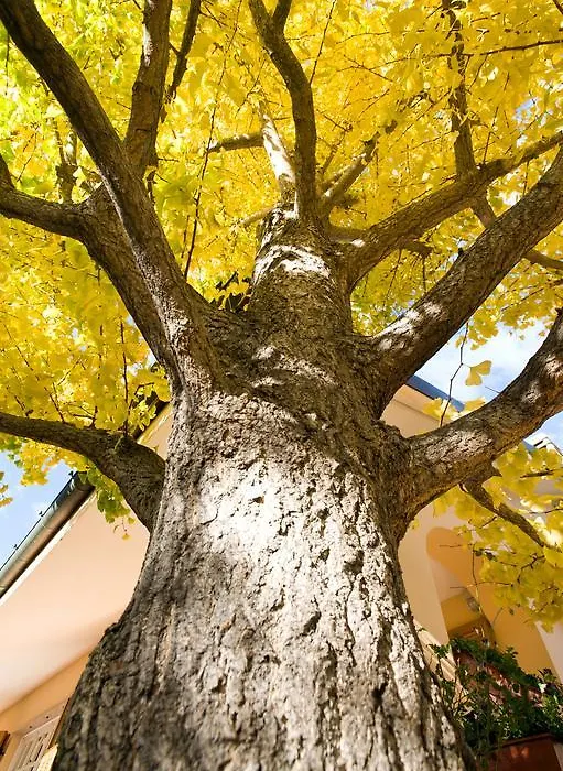 L'Albero Della Vita-1