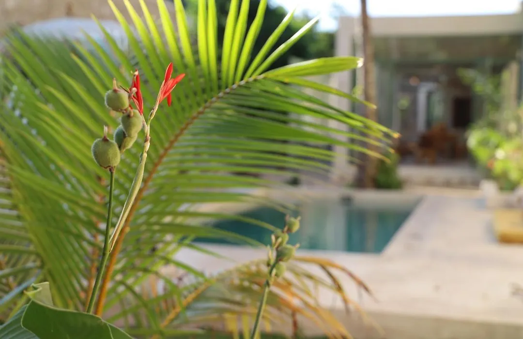 Nuik Casa Tropical-1