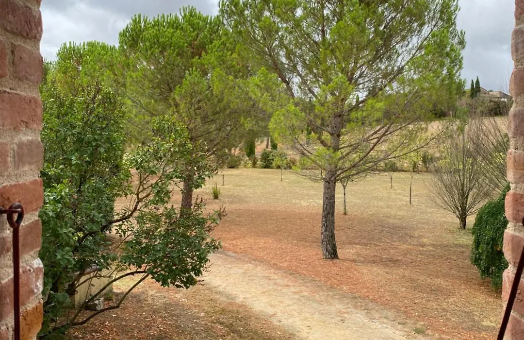 Brin de Cocagne-1
