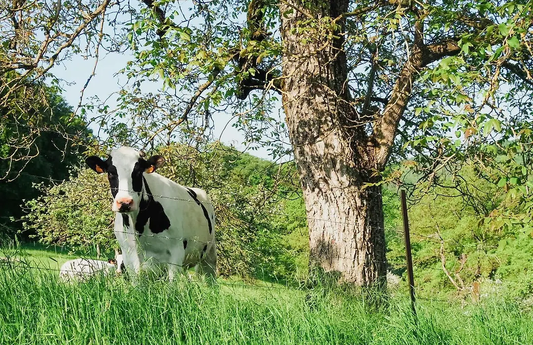 Roudenhaff Guestfarm-1