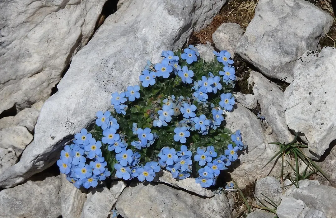 B&B Dolomia-1