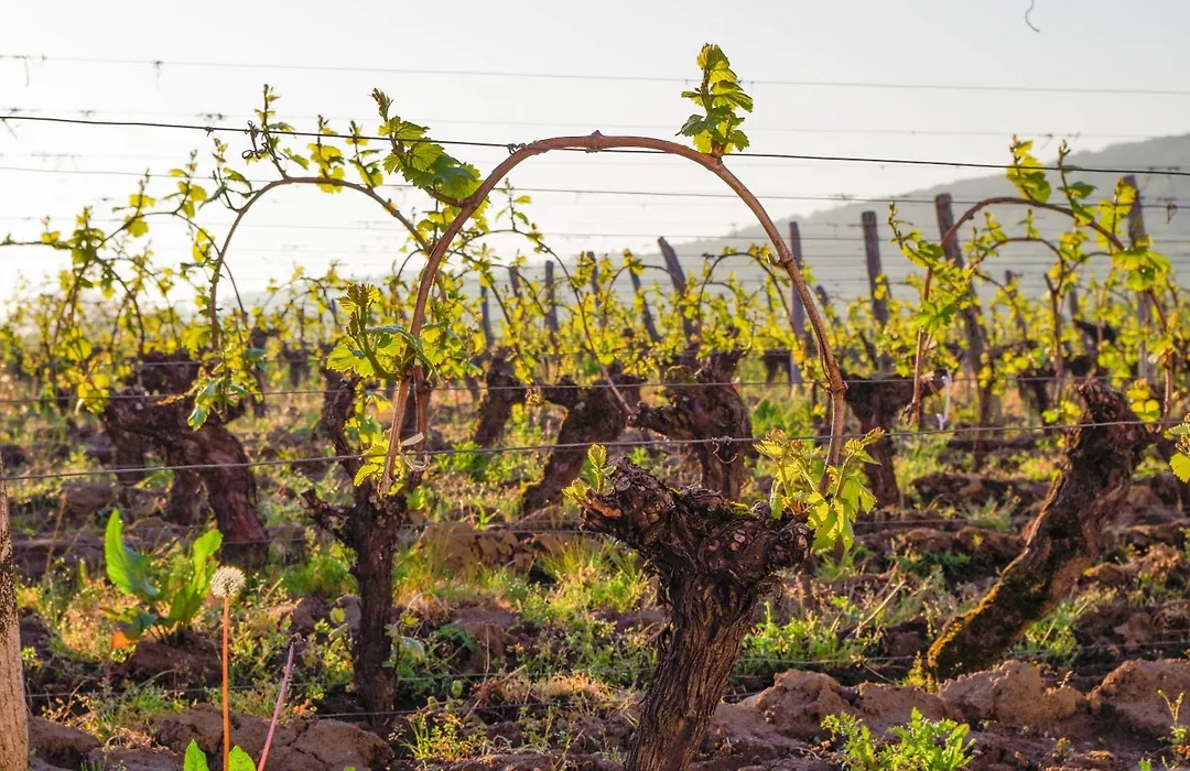 Domaine Joseph Lafarge Wine Resort B&B-1