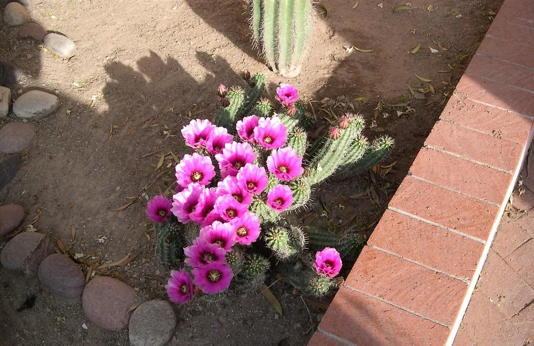 Adobe Rose Inn-1