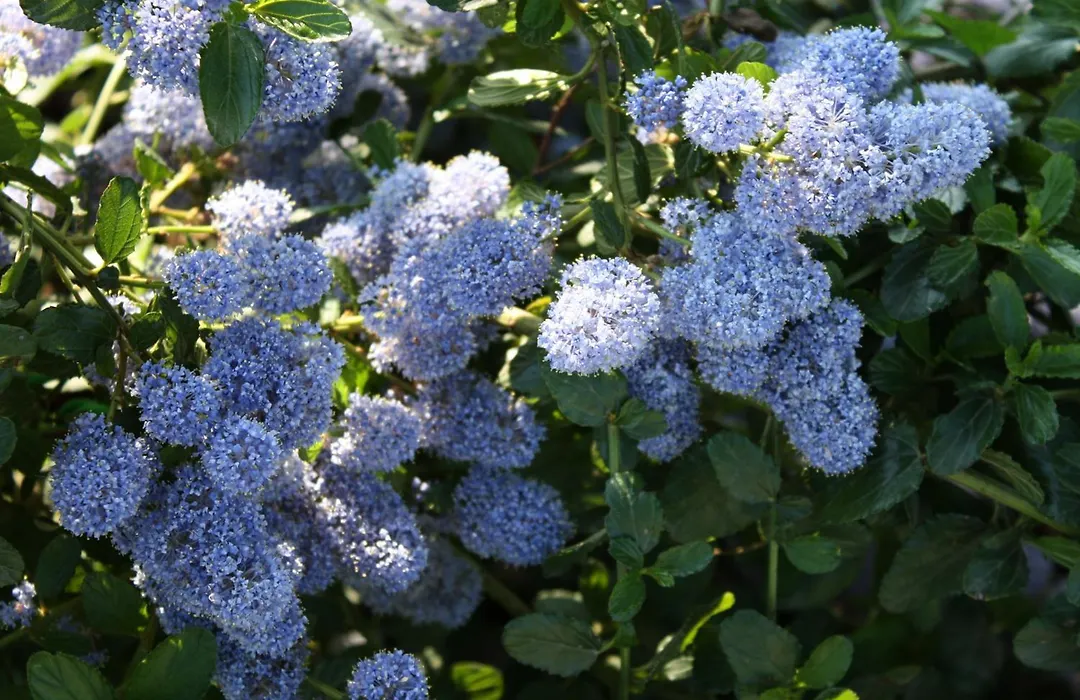 Rosa di Assisi-1