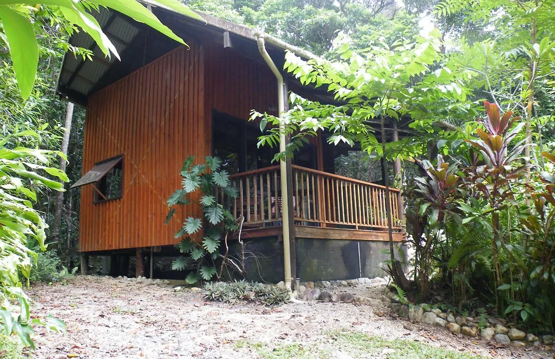 Epiphyte B & B-1