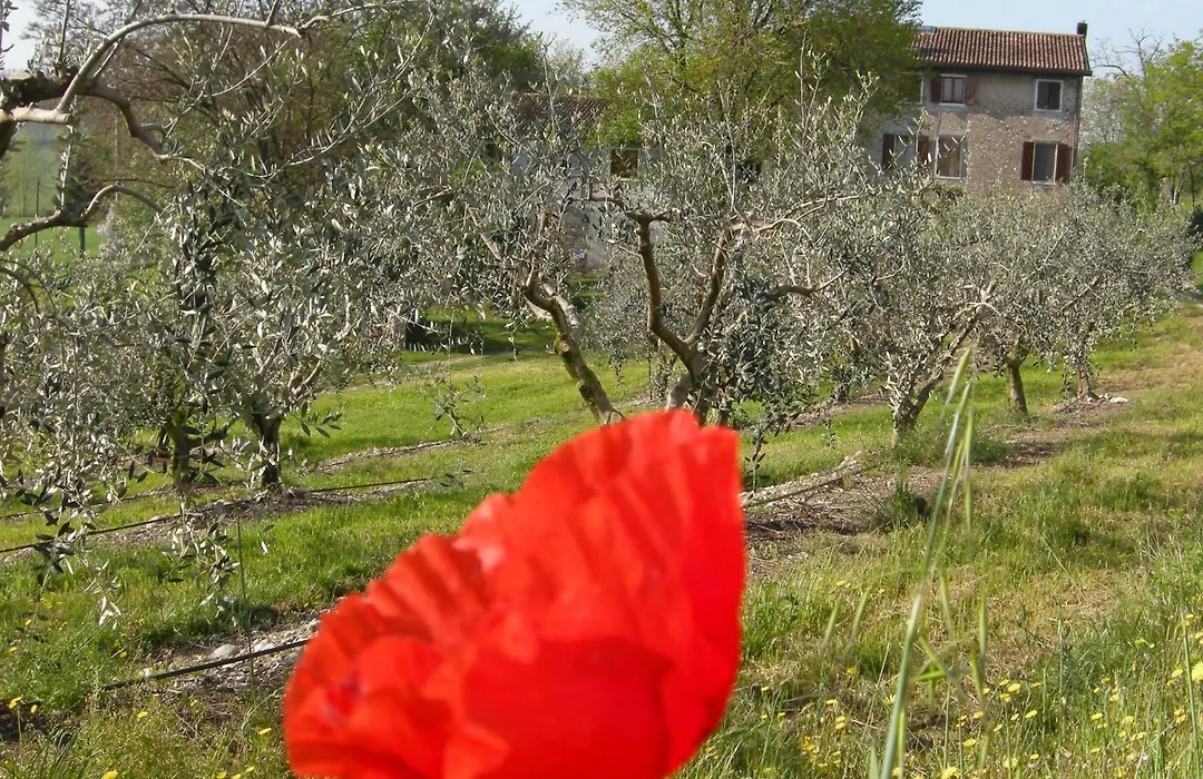 I Vigneti Bed & Breakfast-1