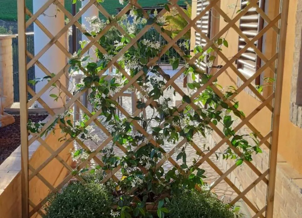 B&B Agrifoglio-1
