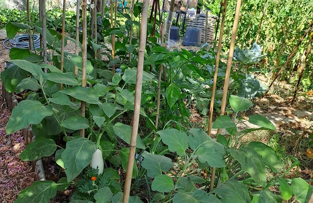 Ecolieu La pépinière-1