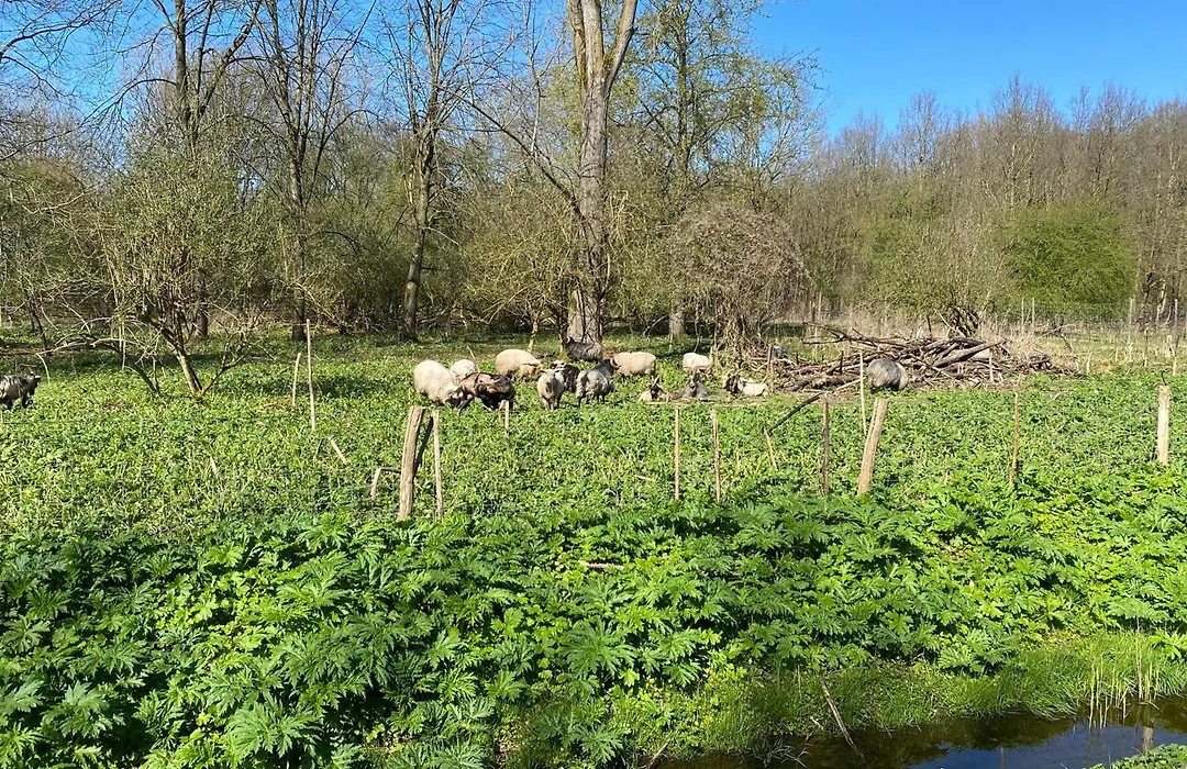 Ecolodge Almere With Private Outdoor Terrace & Beach-1