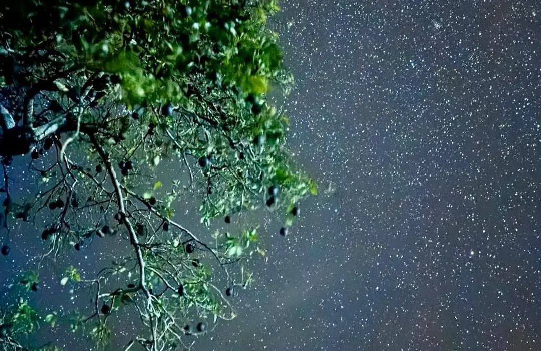 Coffee Garden-1