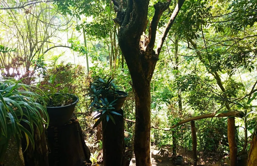 Jungle Face Inn-1