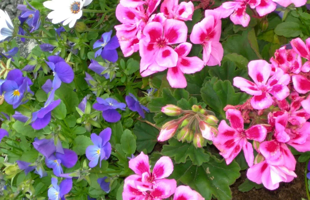 Ashfield House Failte Ireland Approved Bed And Breakfast-1