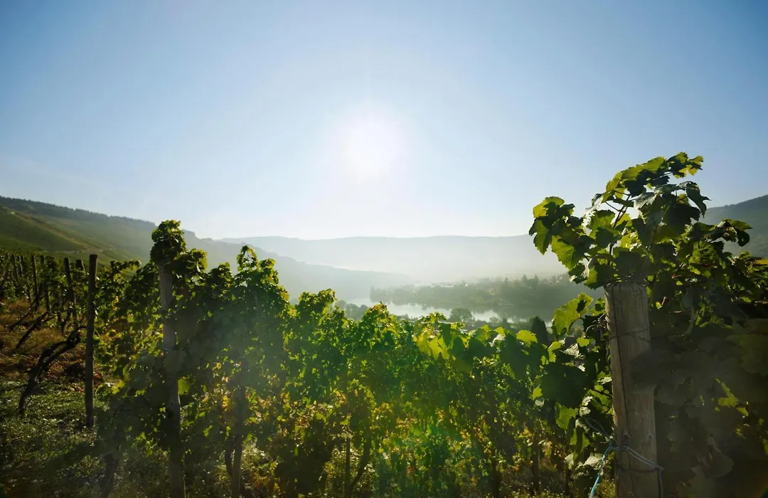 Weingut und Gästehaus Josef Reis-1
