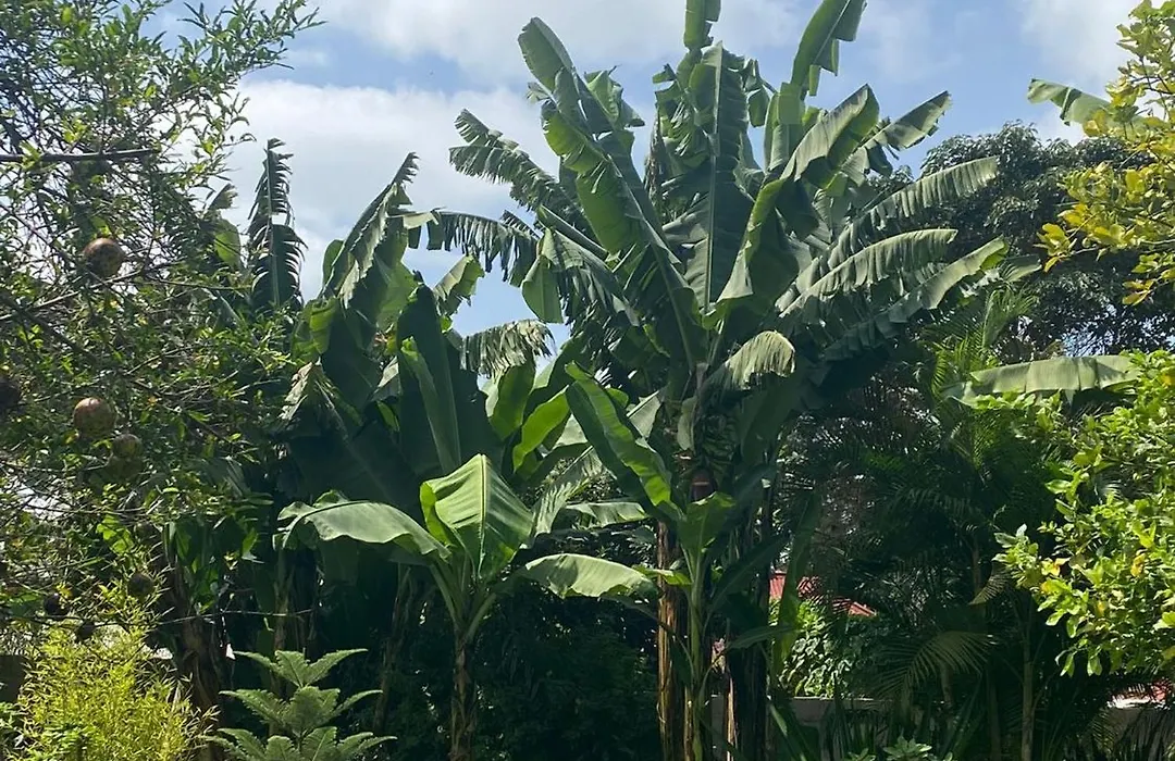 Garden Escape-1