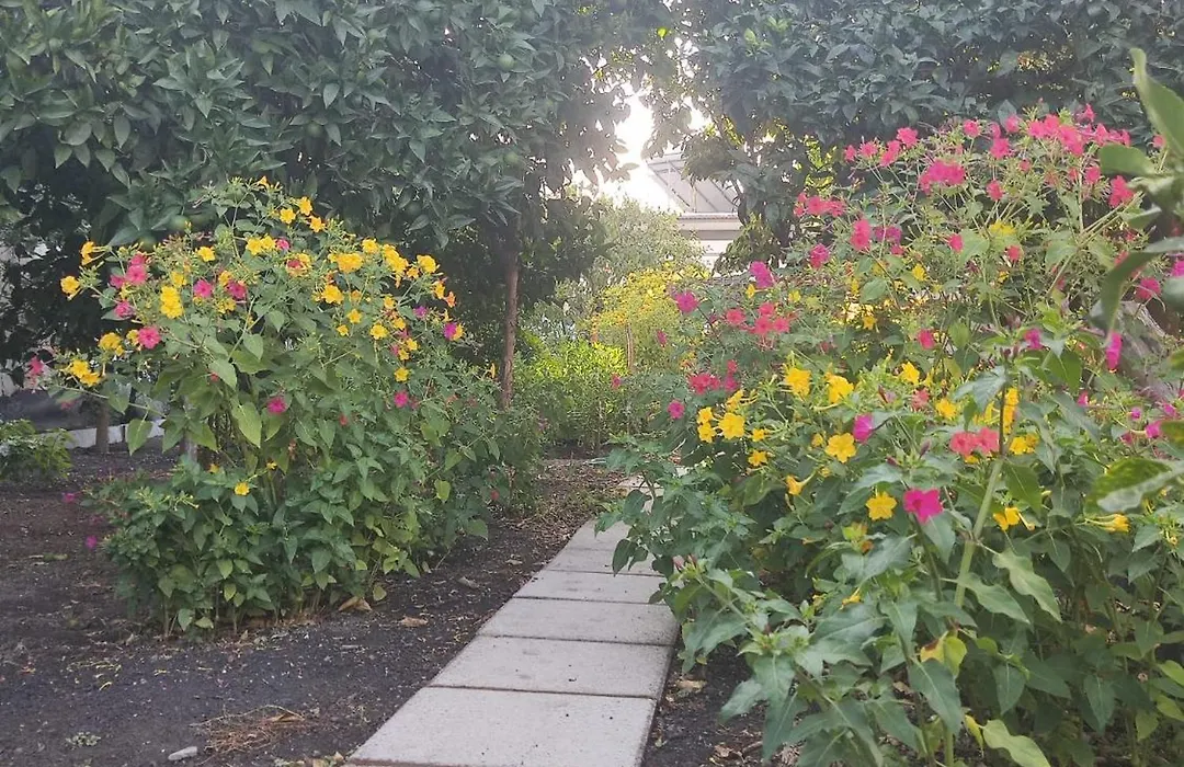 Rosa Vesuviana-1
