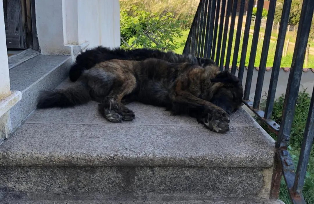 A Loghja Di Cavallo Morto-1