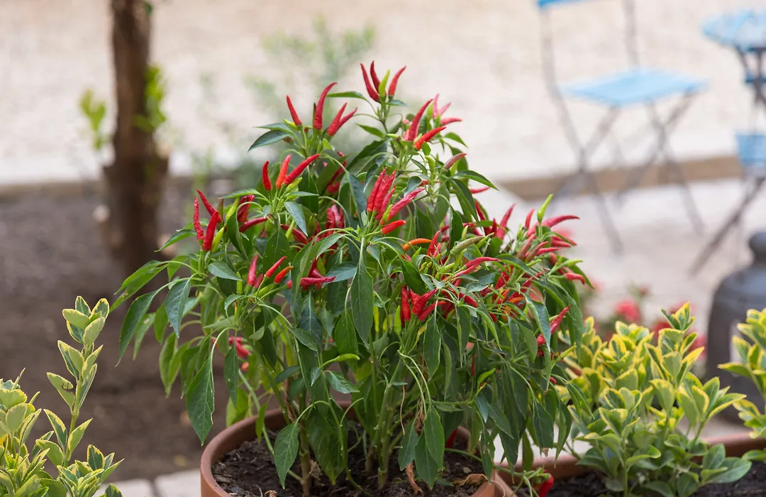 Borgo Vergini Garden B&B-1