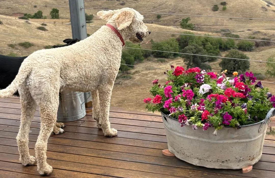 Amazing Views Pet Friendly Bed And Breakfast-1