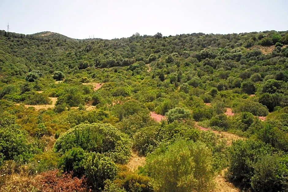 I Ginepri-1