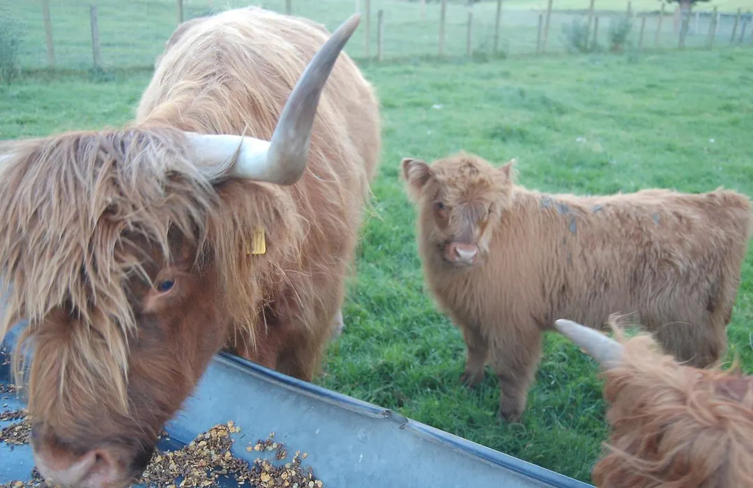 Drumbuie Farm B&B-1
