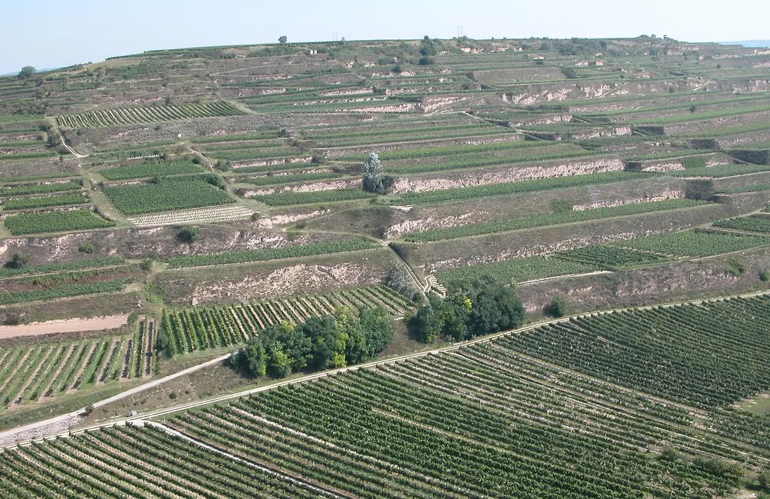 Weingut und Gästehaus Berger-1