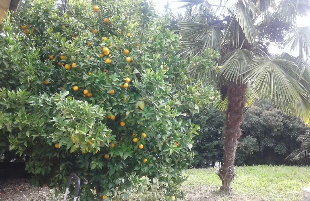 Le Palme-1
