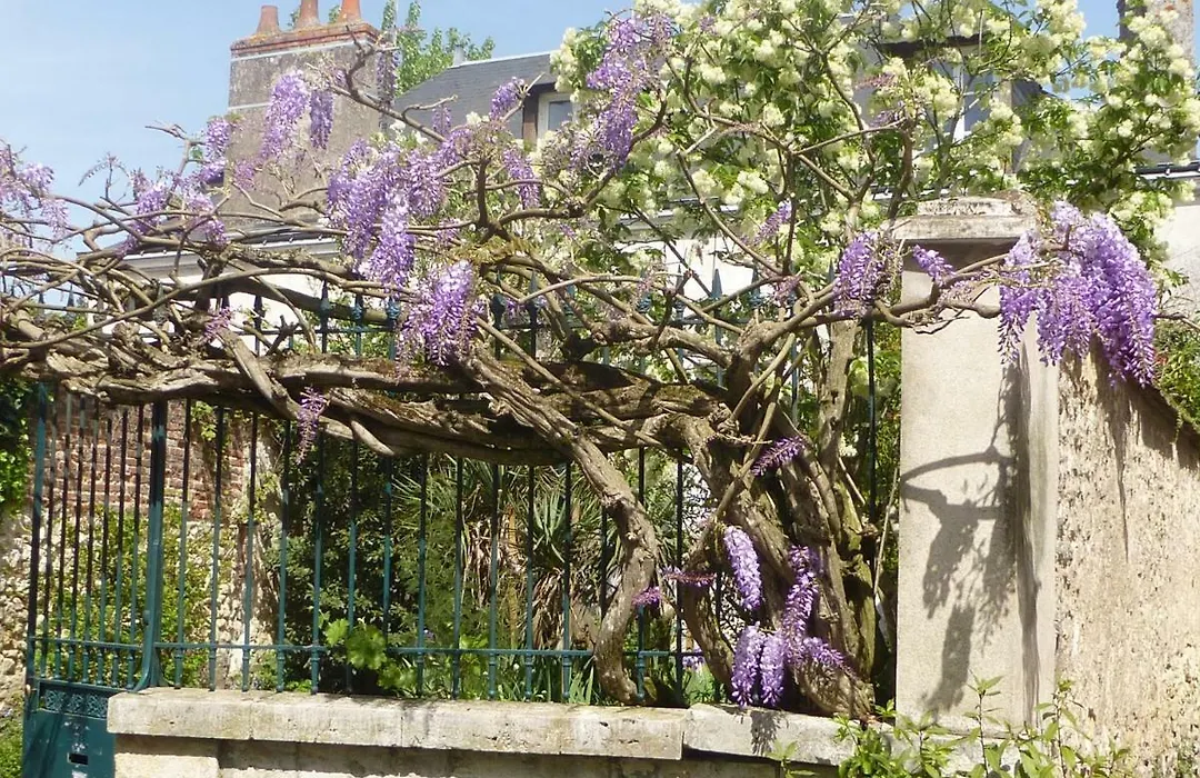 La Petite Vigne-1