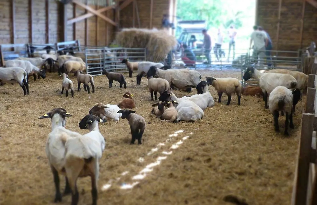 La Ferme Du Vincin-1