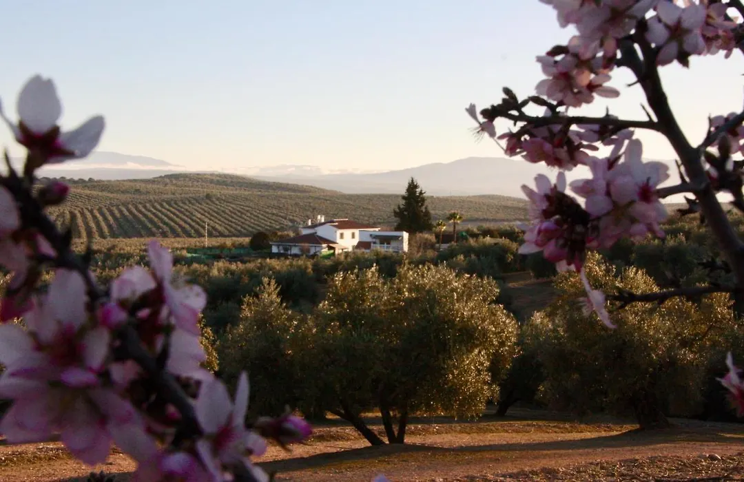 Casa Olivar-1