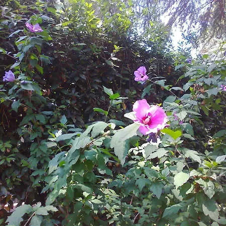 B&B Appia Felis-2