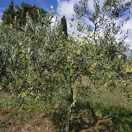 B&B Cuore Toscano-3