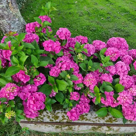 La Fraise-2