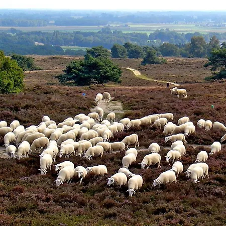 Het Uilennest-2