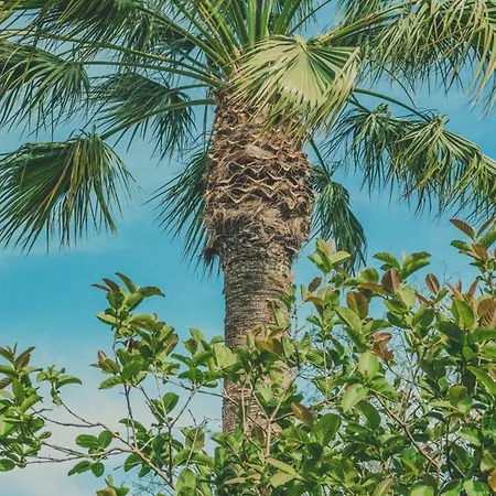 Pine House - Faro Airport, Beach And City Center-2