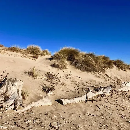 Les Yuccas-3