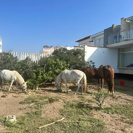 Yolo House Peru-2