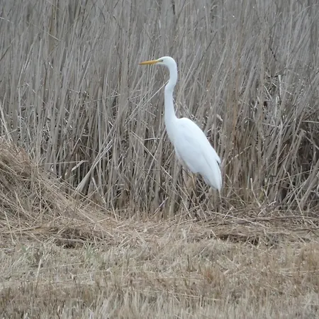 B&B de Zilverreiger-2