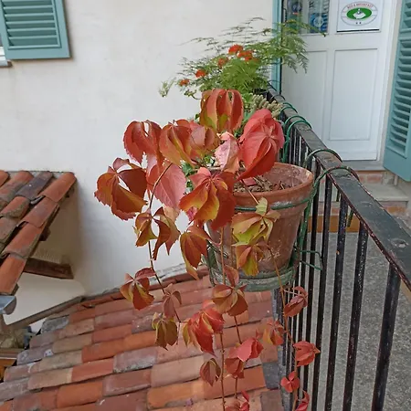 Antica Magnolia-2