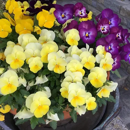 B&B Les Fleurs-2
