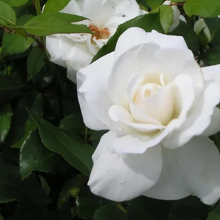Rosa Arvensis-2