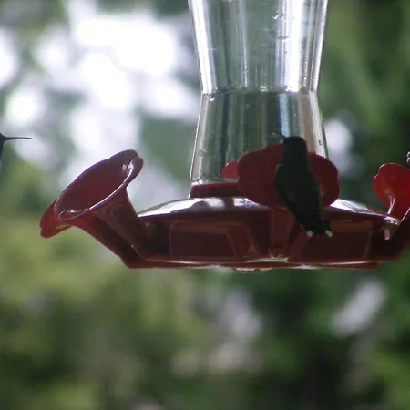 Hummingbird Guesthouse-3