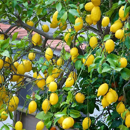 Il Giardino Segreto-2