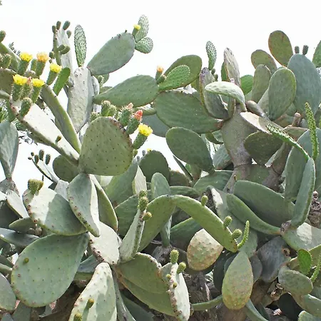 Le Sete-3
