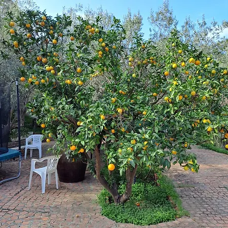 Villa Gatto Alice-2
