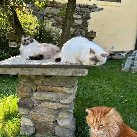 B&B La Locanda dei Gatti-2