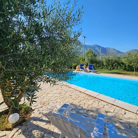 Quattro Olive-2