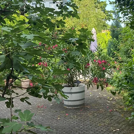 Villa zur Erholung Bed&Breakfast-2
