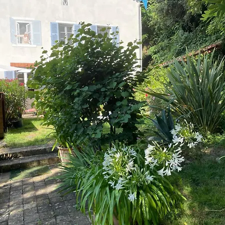 Les Agapanthes-2